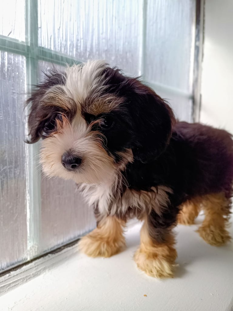 Yorkiepoo puppies. Tri colour boy and blonde girl