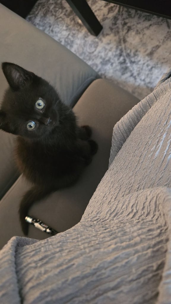 Bsh Kitten for sale 