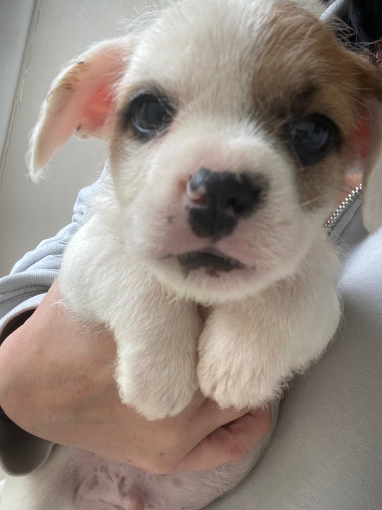 French bull dog, Westiepoo mixed. 8 weeks old, microchipped and ready for their forever homes. 