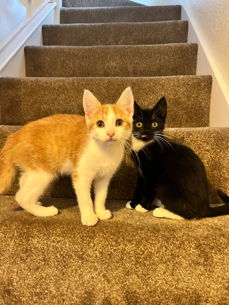 2 Kittens looking for a good home 