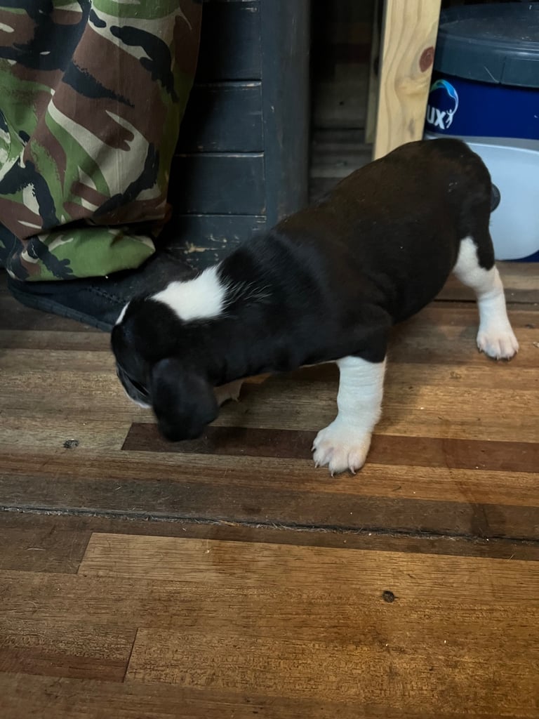 Old Tyme English Bulldog x Sproodle Puppy - Girl