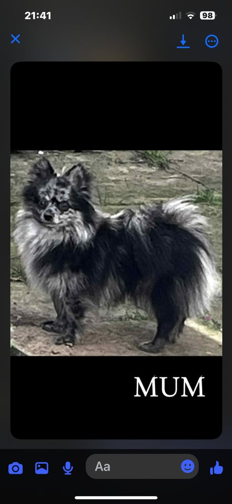 Gorgeous pomeranian puppies