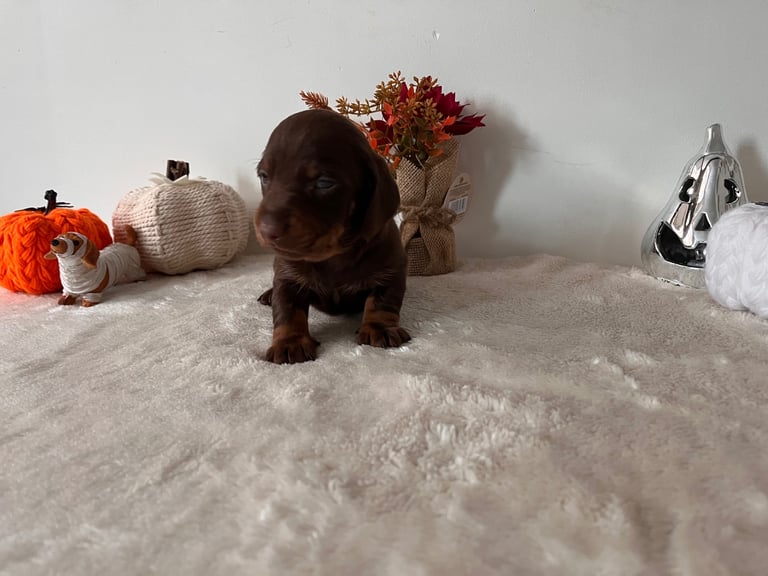 Beautiful Dachshund Male Puppies 🤎🍫 