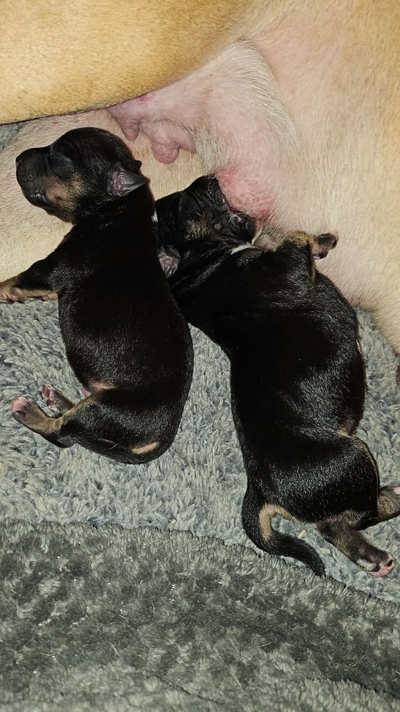 Confident & Well-Socialised Presa x Staffy Pups ready to leave 4/10/2025