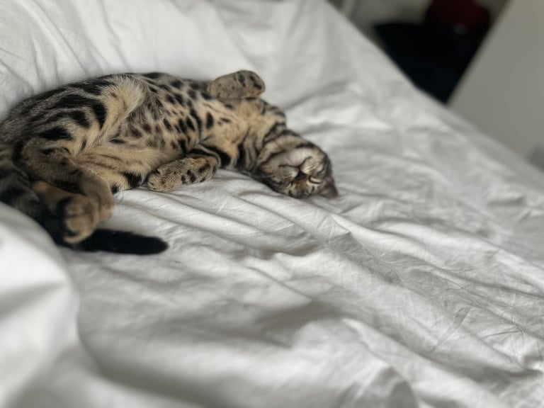 Bengal cat