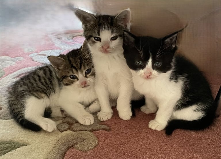 4 Sweet tempered kittens looking for loving homes
