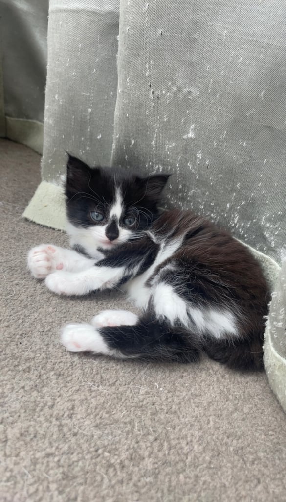 1 female and 1 male kitten. Ready to leave now. 8 weeks old