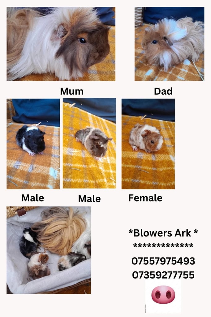 Guinea pigs for sale