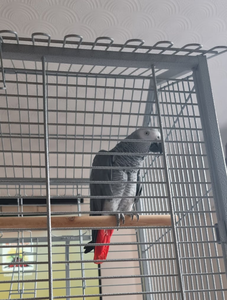 Liberta Large Parrot Cage
