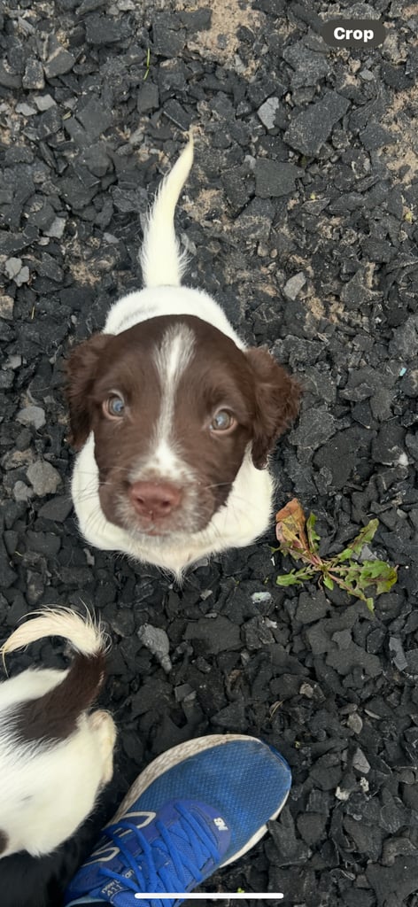 Ready now Kc reg male springer spaniels 