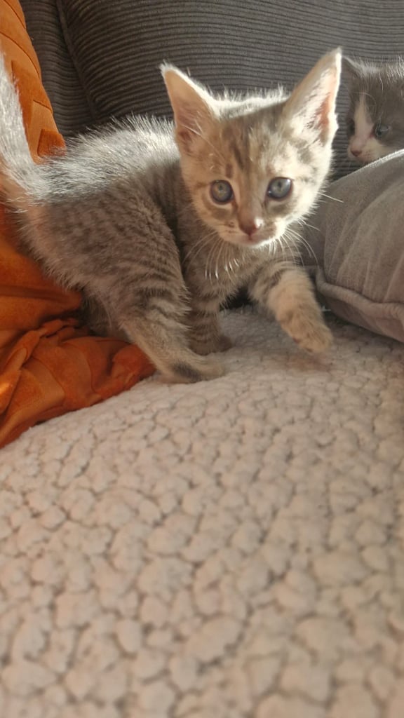 8 week old kittens 