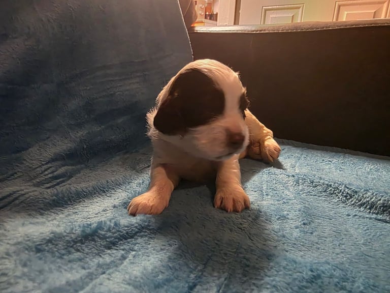 Springer spaniel pups 