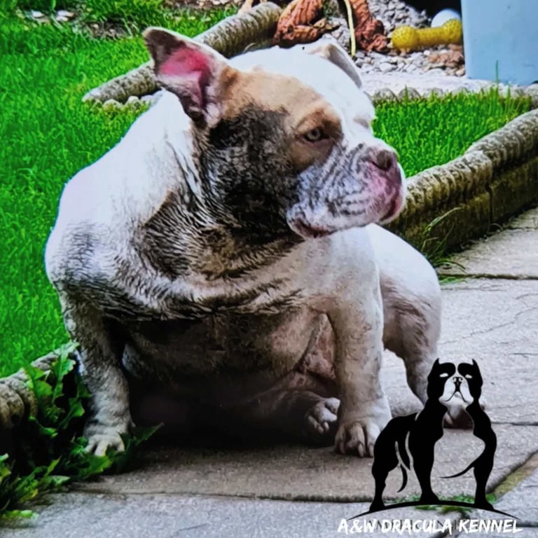 American Pocket ⭐⭐⭐⭐