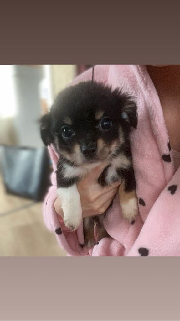 Chihuahua puppies
