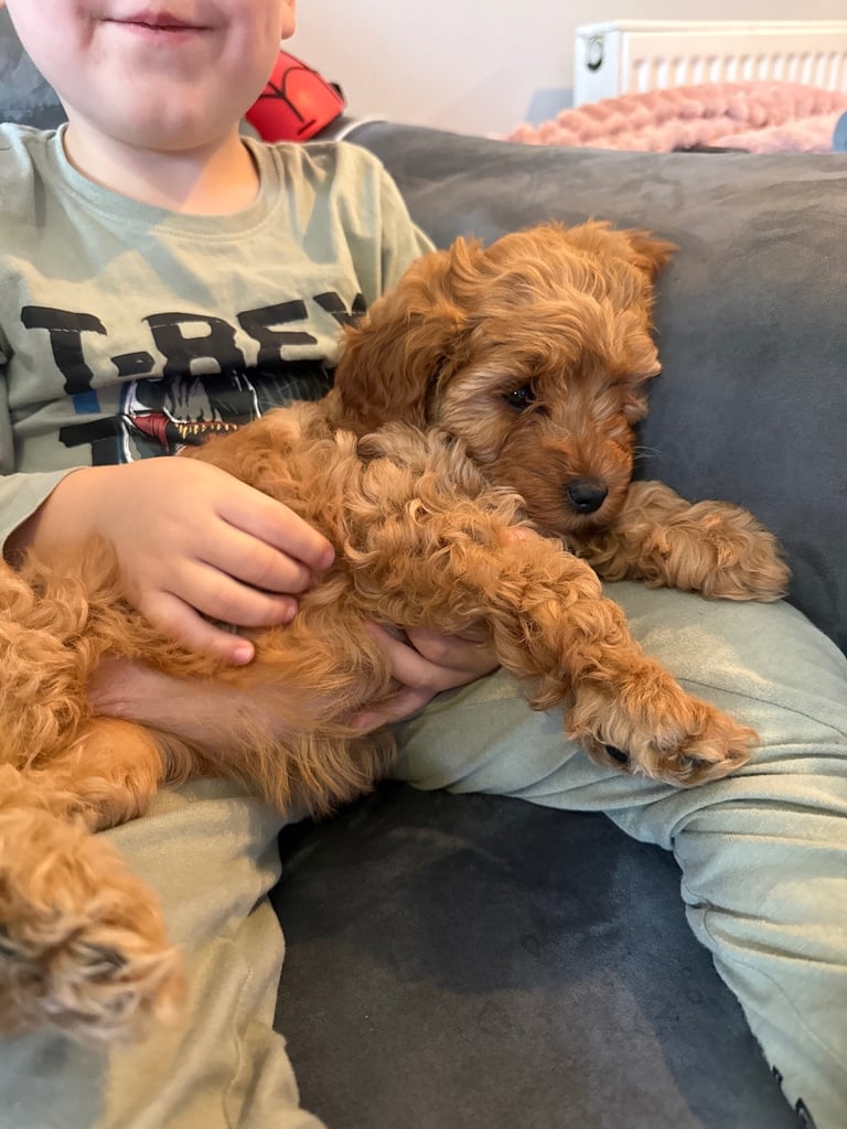 Cavapoo F1B + Extras