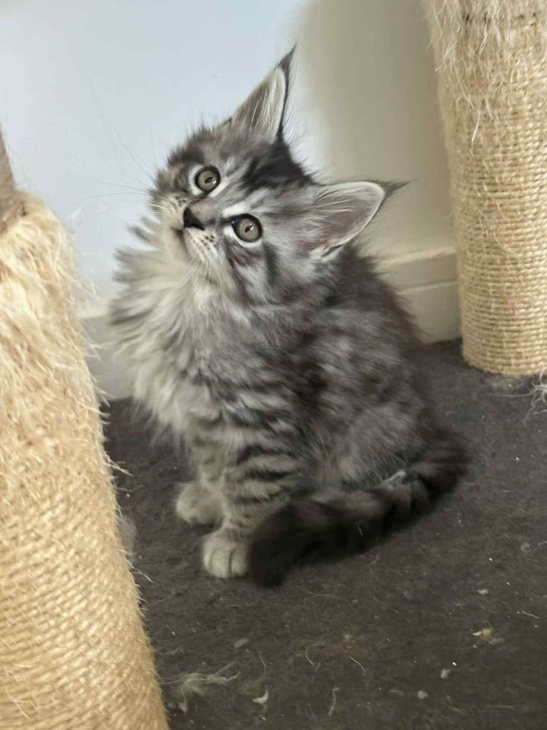 Stunning Mainecoon Boy