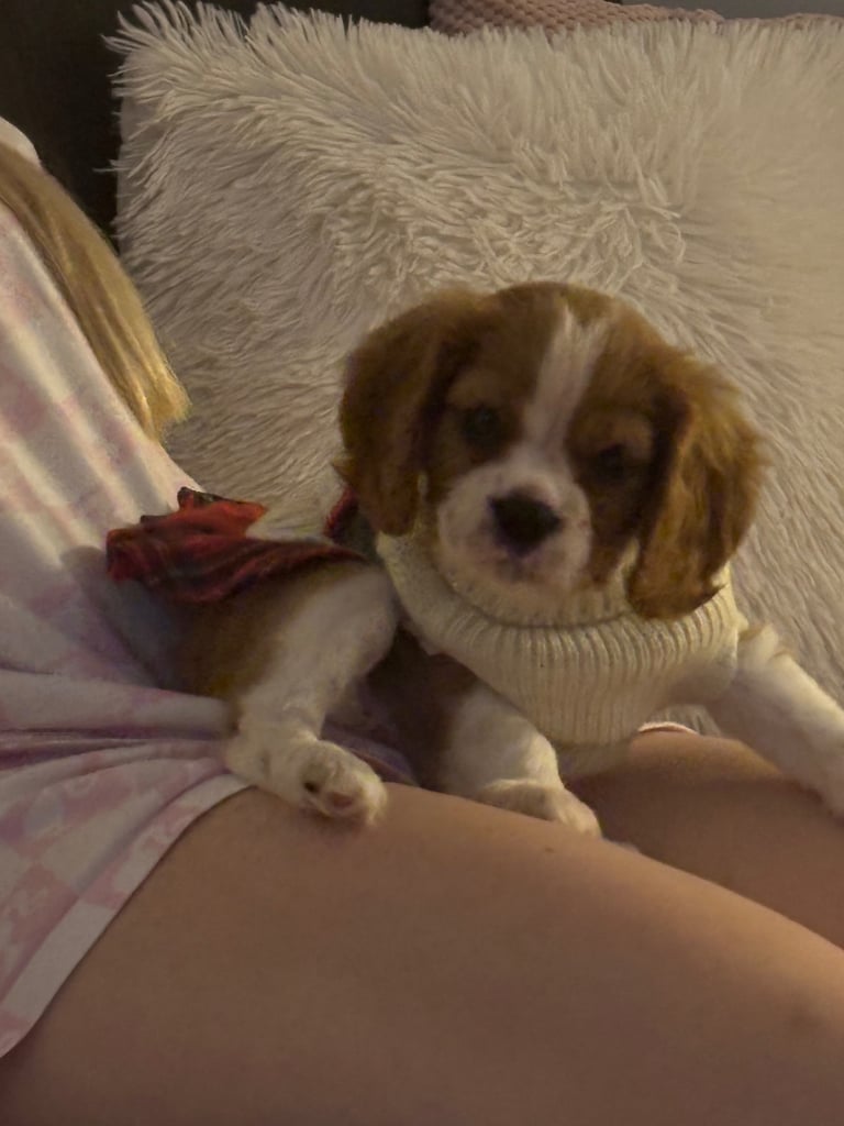 Cavalier King Charles spaniel