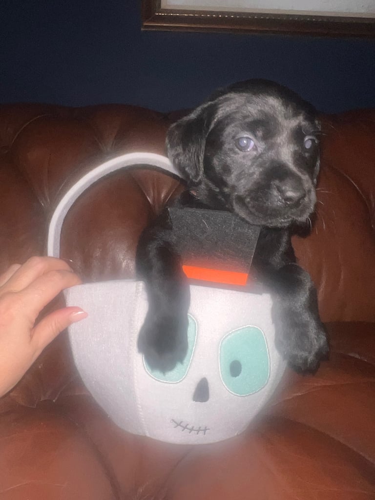Perfect, High Quality Labrador Puppies  Castlereagh Co Down 