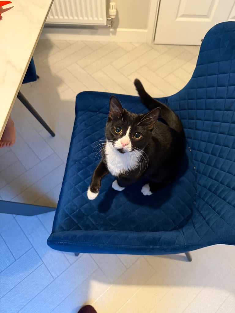 5 month kitten trained and vaccinated