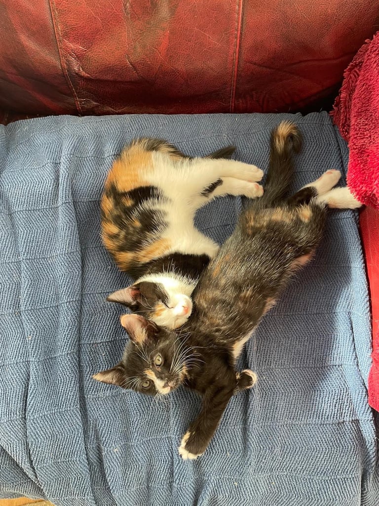 2 female calicos £80 Streatham based