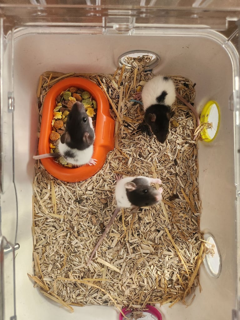 3 girls left Topeard&dumbos on way soon