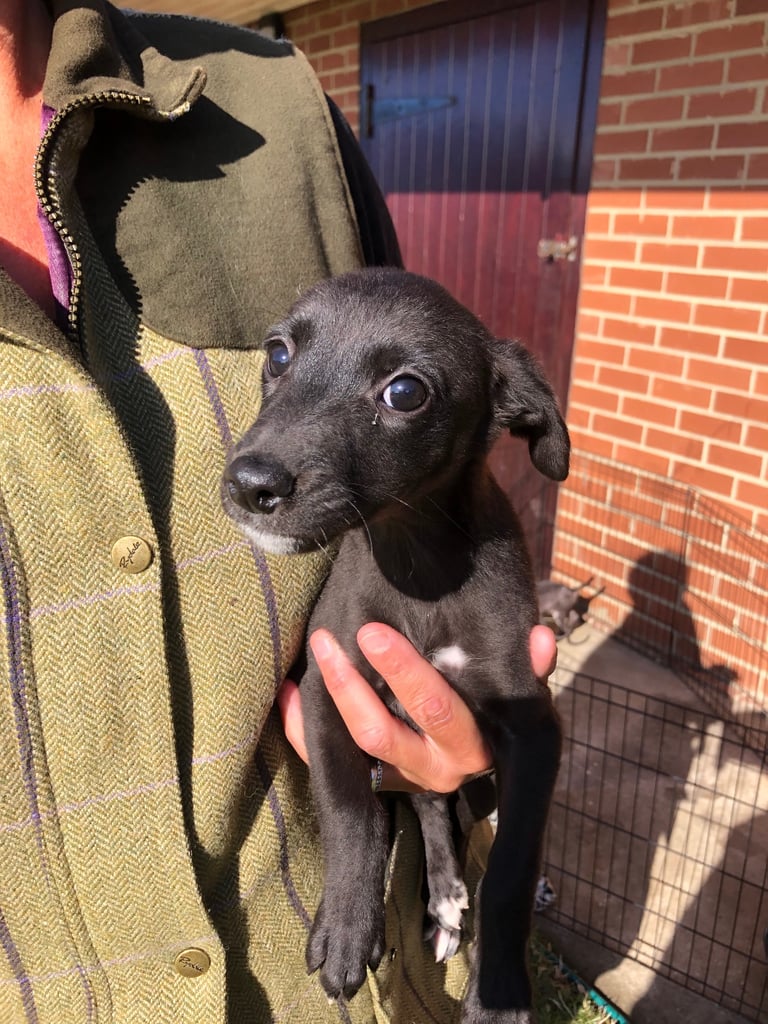 BEDDIPOO pups bedlington X toy poodle  