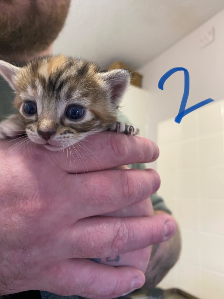 4 beautiful kittens