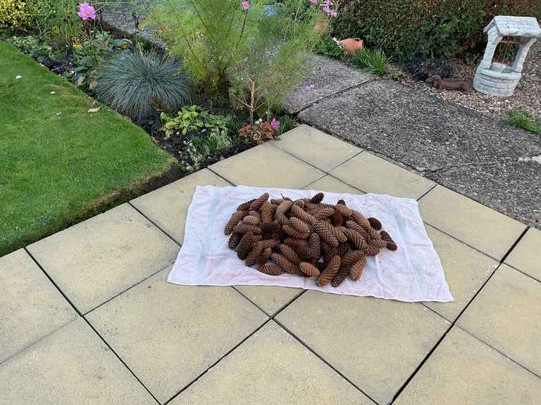 Large Pine Cones