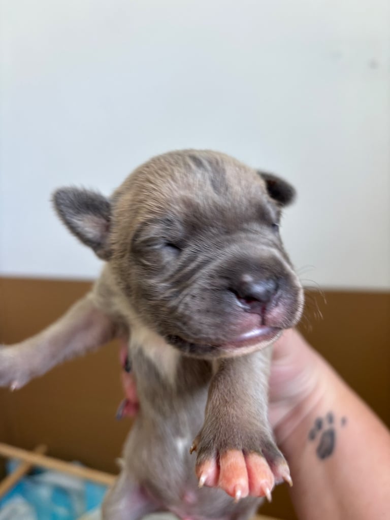 Bull-Herder for sale | 6 boys | 4 Girls
