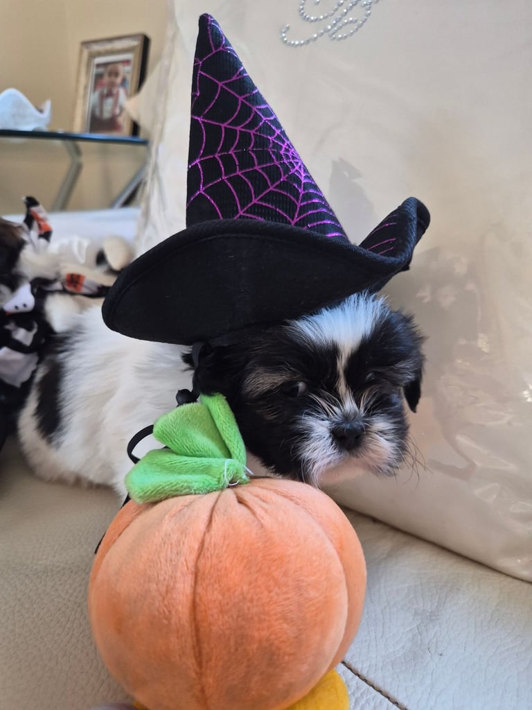 image for Shih tzu puppies ready in 1 week