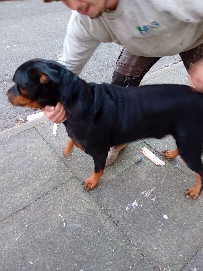  ROTTWEILER PUPS FOR SALE***KC REG***FULLY INJECTED***