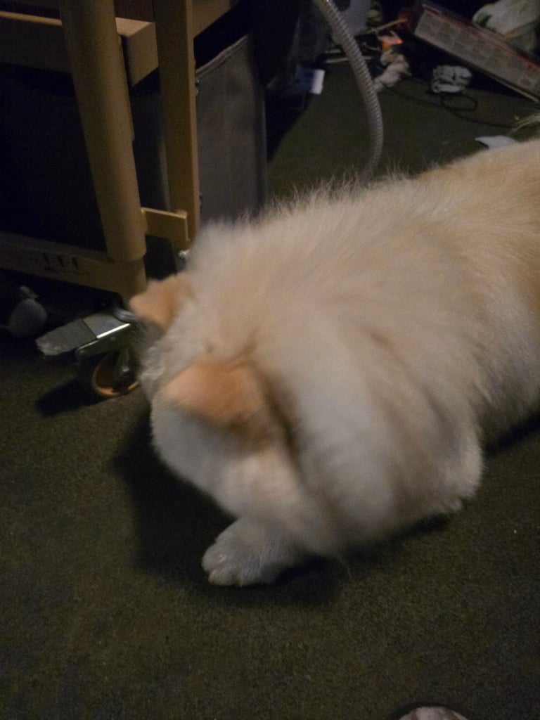 needs rehoming urgent 