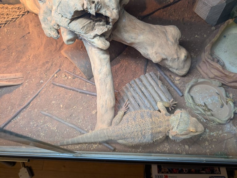 Bearded dragon + Vivarium 