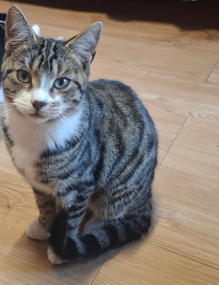 Young male cat to a good home