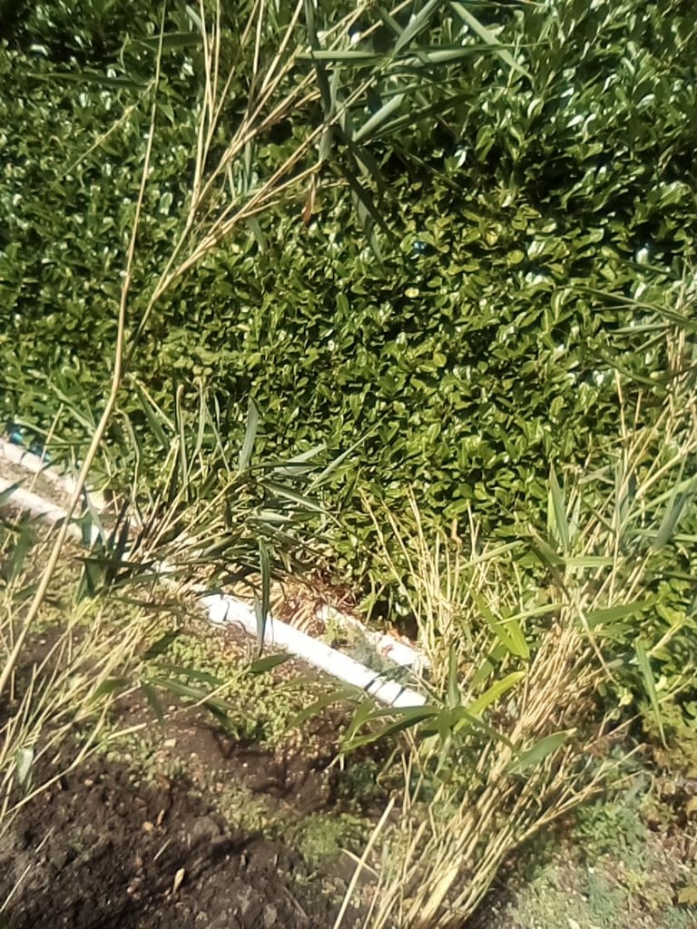 Tall mature bamboo plants - £10 each.
