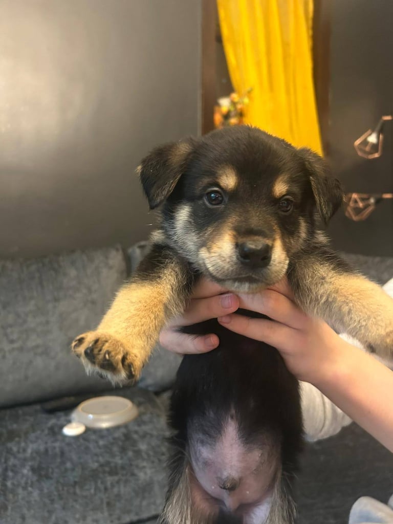 Beautiful rottweiler cross german shepherd puppies