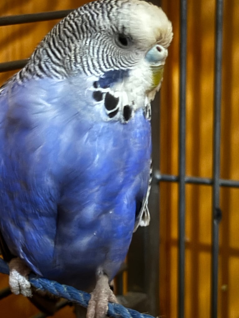 Cute Beautiful Budgie 