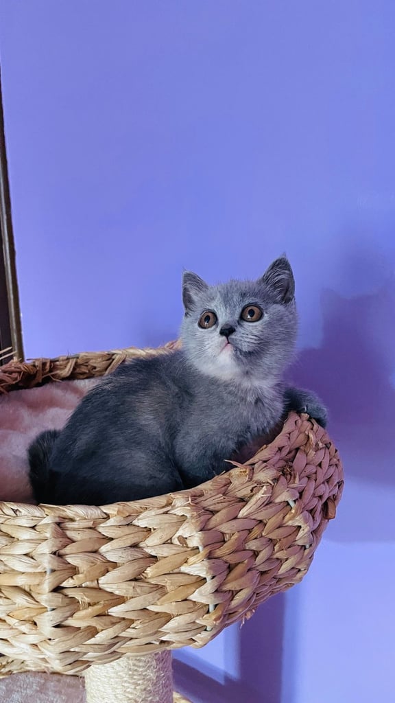 British Shorthair girls and boy looking for a new home