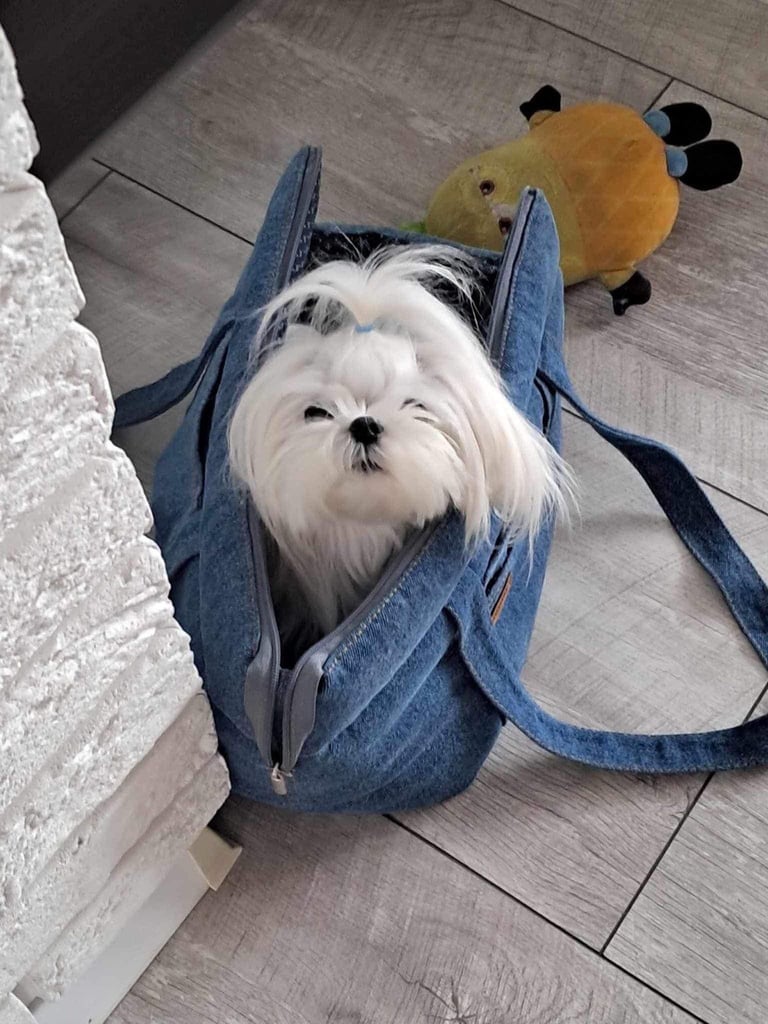 Gorgeous Tiny Maltese Puppies