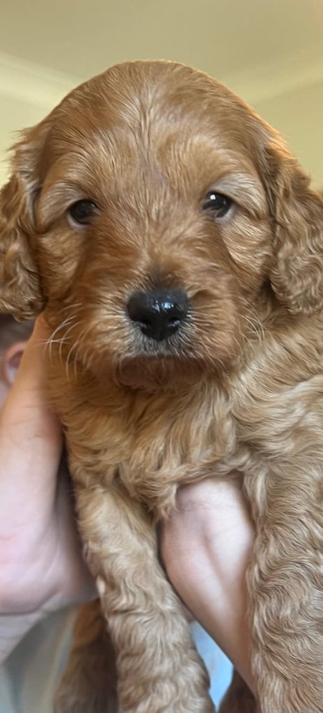 *Final two Cockapoo Puppies for Sale | Ready to take home now!