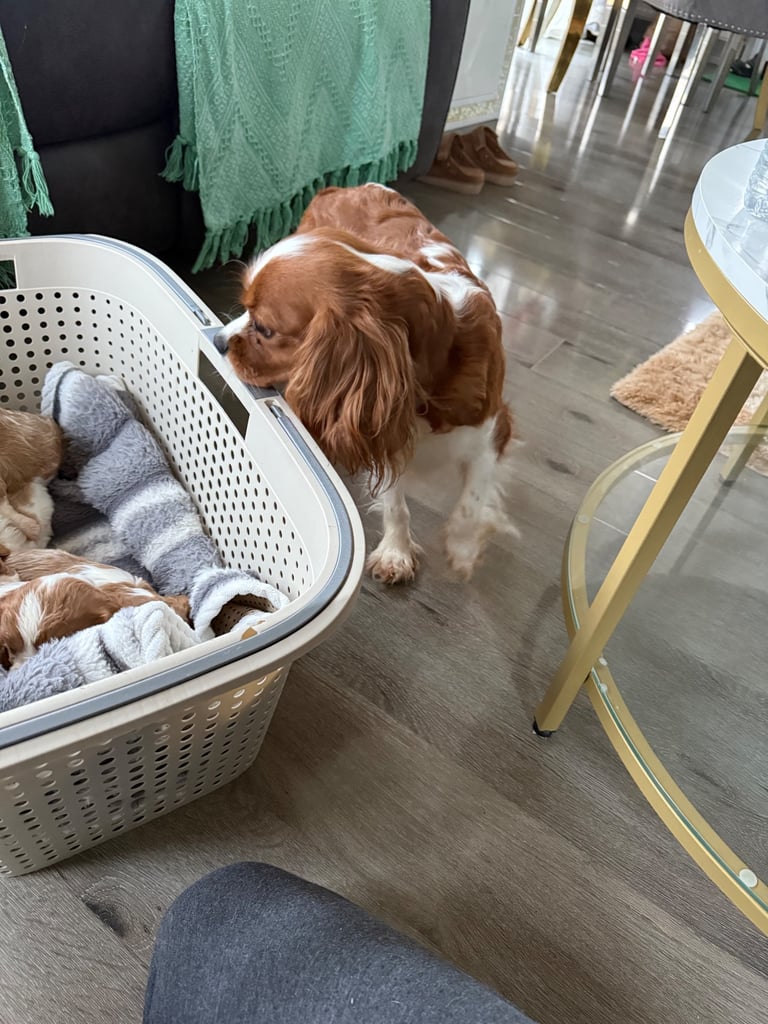 King Charles puppies 