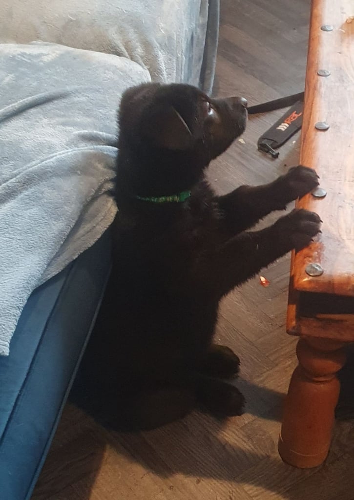 German Shepherd puppy  for sale 