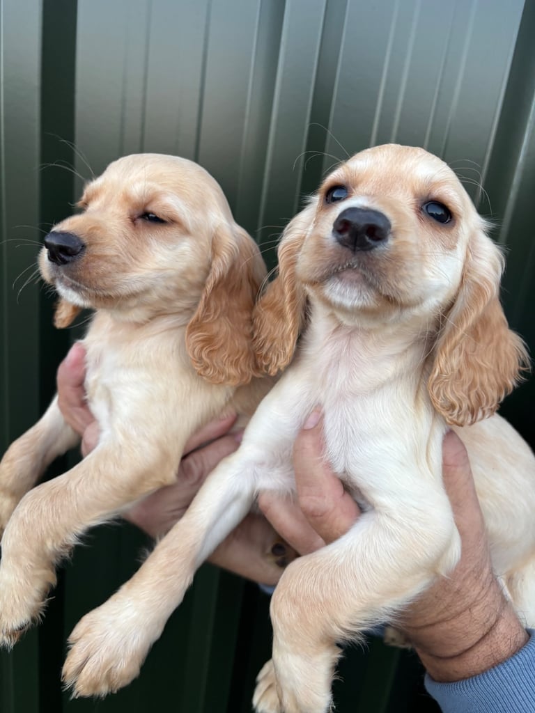 image for Cocker spaniel pups for sale