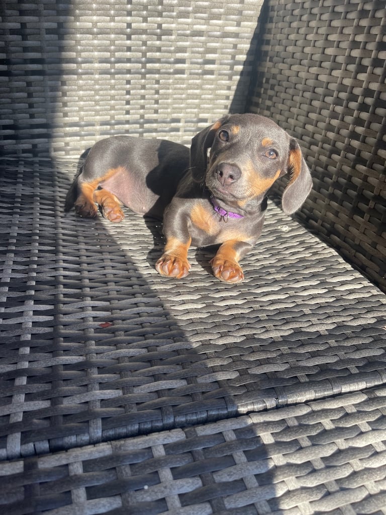 Dachshund cross frenchy 