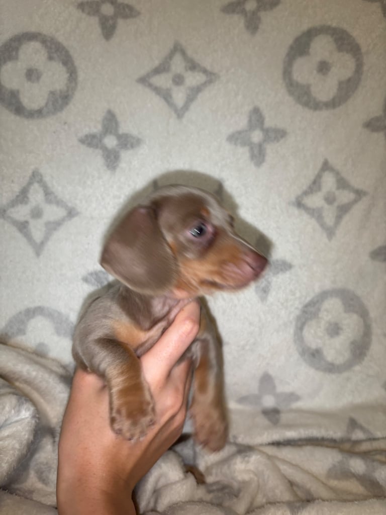 Stunning Miniature dachshunds 