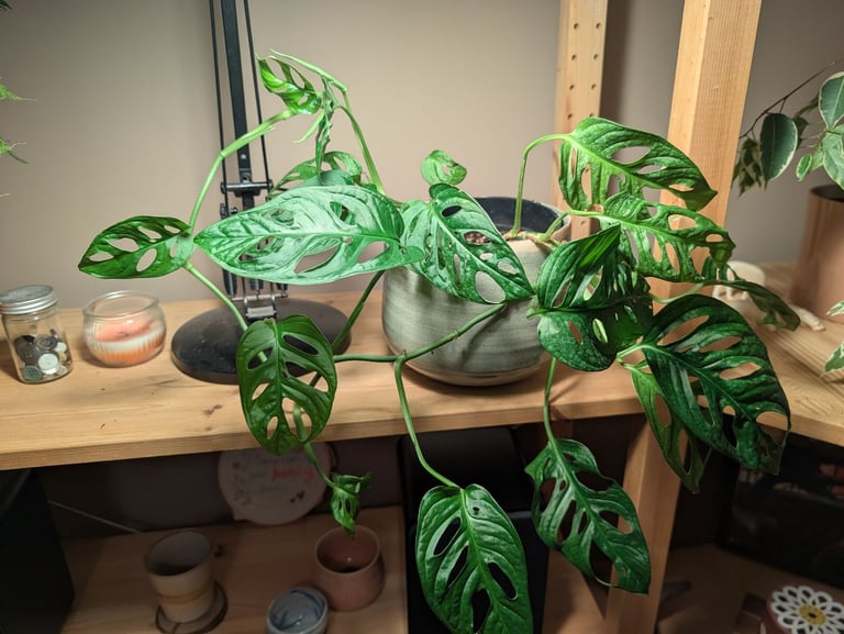 Swiss cheese / Monkey mask house plant with decorative pot