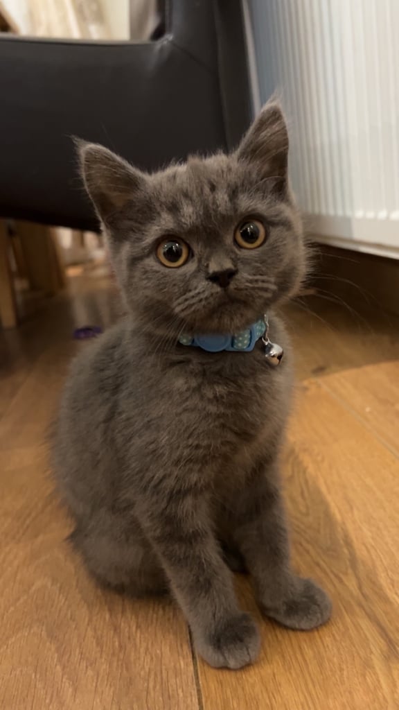 British Short Hair Beautiful grey kitten 