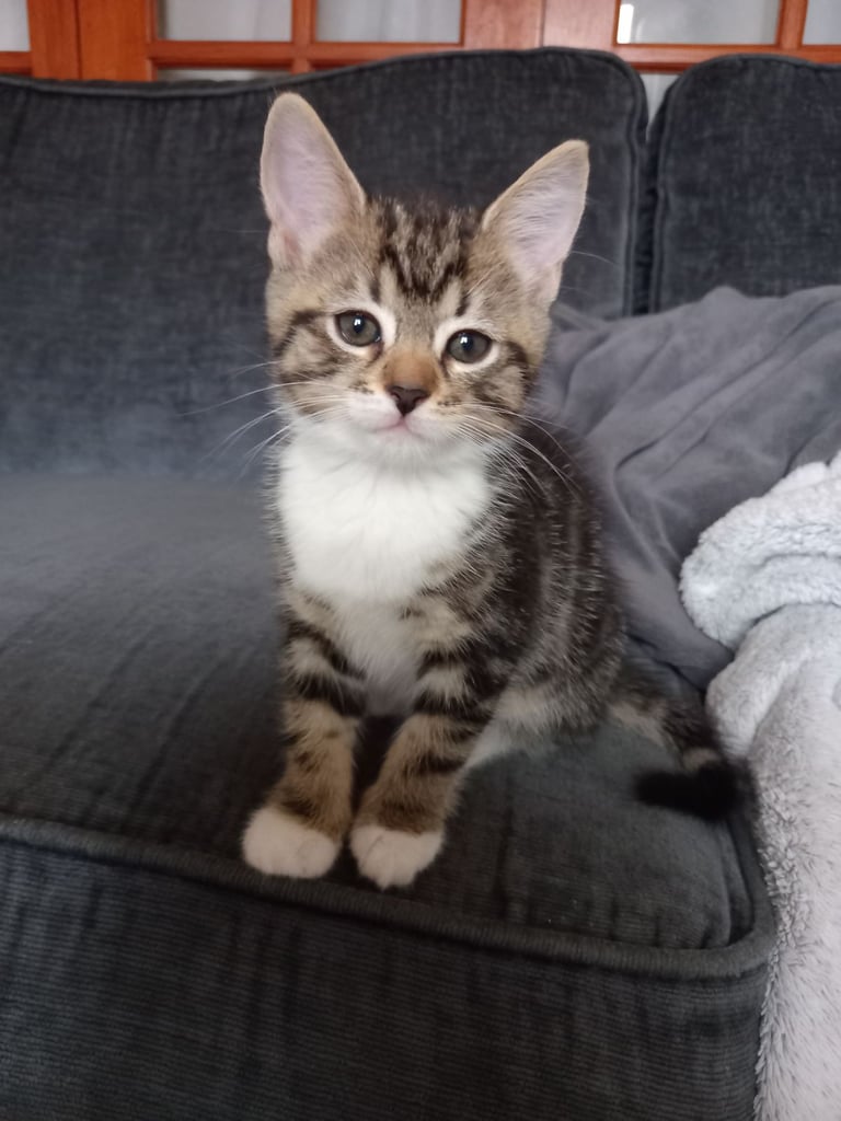 🩵🩷5 beautiful kittens for sale 🩵🩷