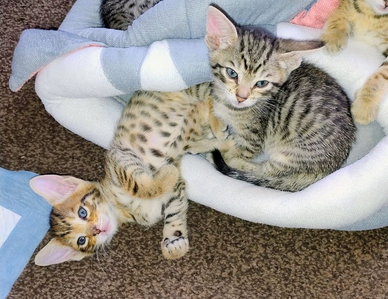 Bengal cross kittens