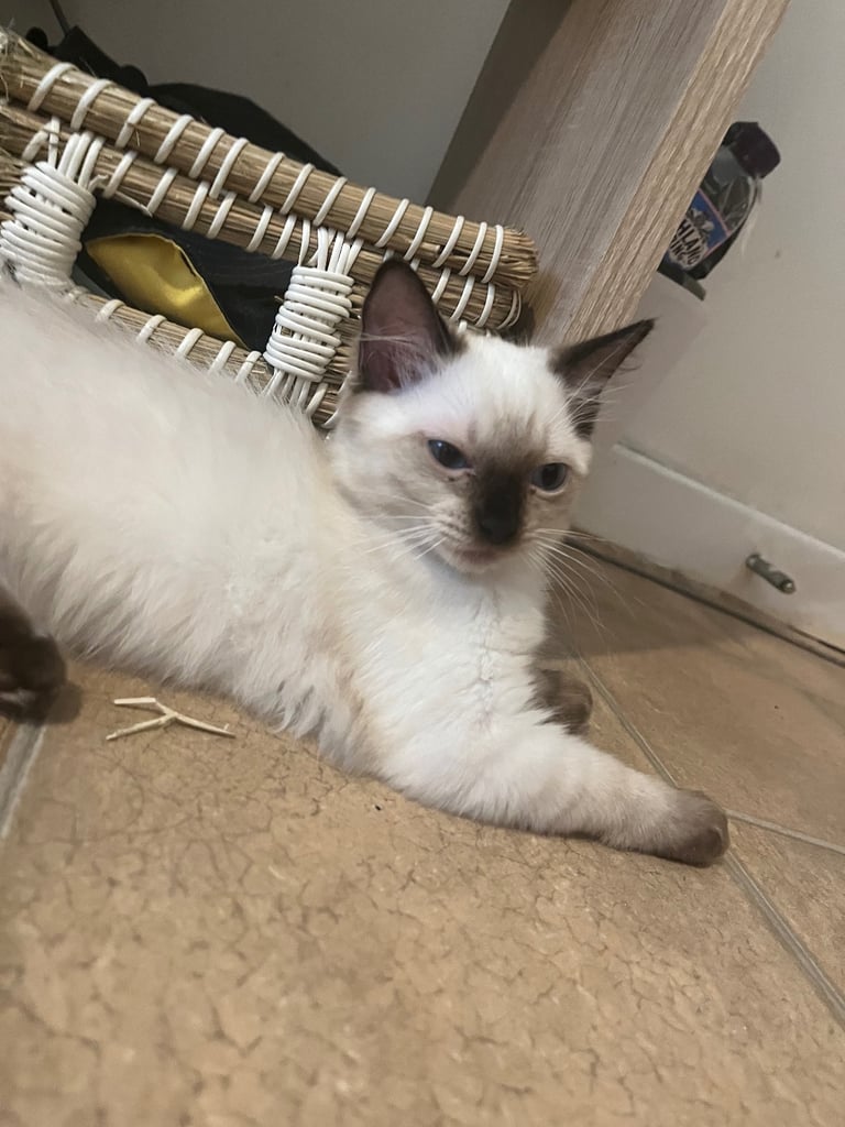 Beautiful Ragdoll Kittens